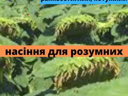 Семена подсолнечника АМ ТАЙПАН КЛП