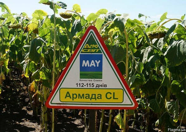 Семена подсолнечника Армада КЛ (устойчив к Евро Лайтингу)