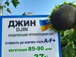 Семена кондитерского подсолнечника Джин - фото 1