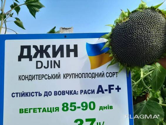 Семена кондитерского подсолнечника Джин