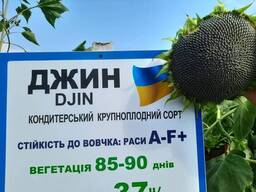 Семена кондитерского подсолнечника Джин