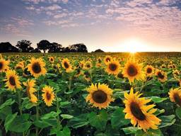 Семена подсолнечника Лакомка