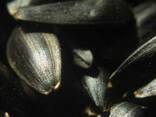 Семена подсолнечника Масличный гибрид Элита, насіння соняшник