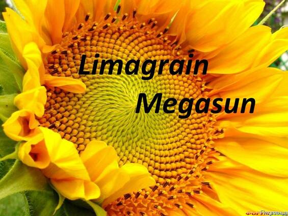 Семена подсолнечника Мегасан Лимагрейн