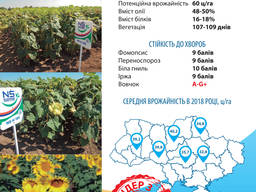 Семена подсолнечника НС Х 195 A-G