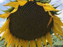 Семена подсолнечника НС СУМО 007