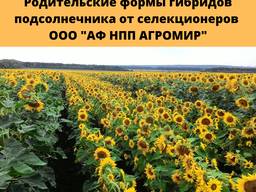 Семена подсолнечника родительские компоненты