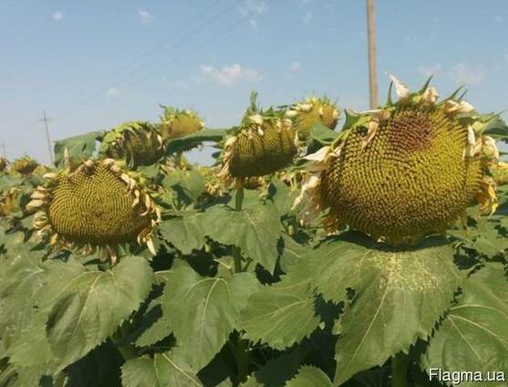 Семена подсолнечника сорт Родник 2018 — Купить в Одессе на Flagma.ua ...