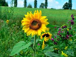 Семена подсолнечника Сулико 777