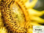 Семена подсолнечника Деркул, экстра - фото 1