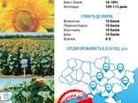 Семена подсолнечника Имисан, НСХ 6045, НСХ 8005, Таурус - фото 1