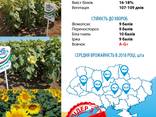 Семена подсолнечника Имисан, НСХ 6045, НСХ 8005, Таурус - фото 2