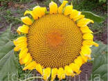 Семена подсолнечника Златсон - фото 2
