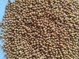 Насіння просо Біла альтанка- 1 репр.