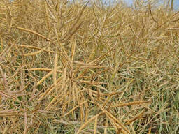 Семена рапса озимого гибрид Ламбер (Classic) (2025 Год), ООО "ТК Арт-Агро", Украина