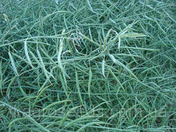 Семена рапса озимого гибрид Майбах (SU) (2023 год), ТМ "ВНИС", Украина