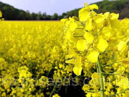 Семена рапса озимого гибрид Торус (Classiс) ТМ "ВНИС", Украина