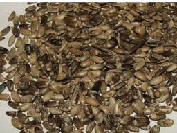 Семена Расторопши пятнистой