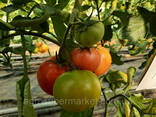 Семена розовый томат папилон F1 (Papilon F1) Супер ранний, Mrtohum Турция - фото 8