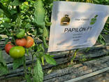 Семена розовый томат папилон F1 (Papilon F1) Супер ранний, Mrtohum Турция - фото 9