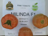 Семена розовый томат Milinda F1 ранний, Mrtohum Турция - фото 3