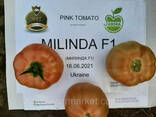 Семена розовый томат Milinda F1 ранний, Mrtohum Турция - фото 4