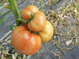 Семена розовый томат Milinda F1 ранний, Mrtohum Турция - фото 8
