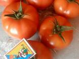 Семена розовый томат папилон F1 (Papilon F1) Супер ранний, Mrtohum Турция - фото 4