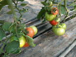Семена розовый томат папилон F1 (Papilon F1) Супер ранний, Mrtohum Турция - фото 3