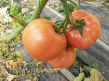 Семена розовый томат папилон F1 (Papilon F1) Супер ранний, Mrtohum Турция - фото 7