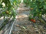 Семена розовый томат папилон F1 (Papilon F1) Супер ранний, Mrtohum Турция - фото 10