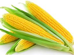 Семена сахарной кукурузы большие объемы