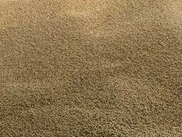 Семена сои Валюта (гмо)