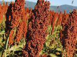 Семена сорго зернового Адванта Сидз - Янки, Эклипс, Базли (белое, красное) - фото 1