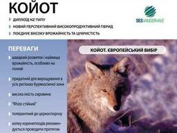 Семена свеклы сахарной "Койот", (драже) Sesvanderhave