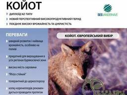 Семена свеклы сахарной "Койот" Sesvanderhave (драже) 1кг.