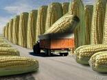 Семена трансгенной кукурузы новый гибрид насіння кукурудзи