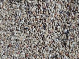 Семена трав