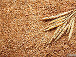 Семена твердой пшеницы Канадский ярый трансгенный сорт - фото 1