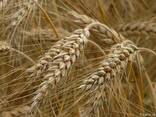 Семена твердой пшеницы Канадский ярый трансгенный сорт - фото 2