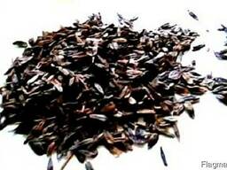 Семена Усьмы для роста бровей ресниц волос.