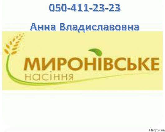 Семена зеленого гороха сорт Зекон - 1 репродукция