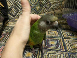 Сенегальский длиннокрылый попугай. Сенегал. Ручной малыш. Poicephalus senegalus.