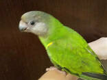 Сенегальский длиннокрылый попугай. Сенегал. Ручной малыш. Poicephalus senegalus. - фото 3