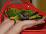 Сенегальский попугай, сенегал, ручні пташенята викормиші - фото 3