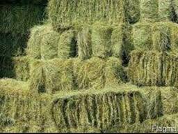 Продам сено. Тюки.