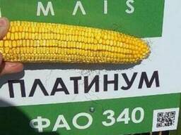 Середньостиглий гібрид кукурудзи Платинум