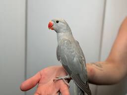 Серый ожереловый попугай, редкий окрас крамера, ручной малышь