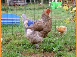 Сетка 12*14 птичка 1*50 метров