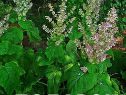 Шалфей мускатный семена 20 шт шавлія сальвия насіння. ..